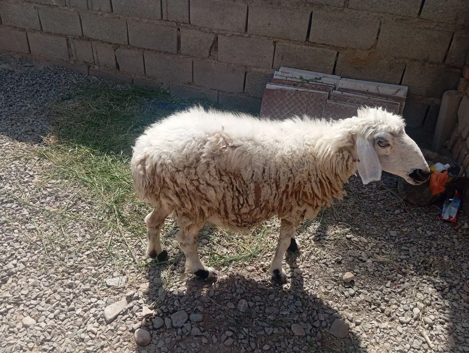 میش|حیوانات مزرعه|بمپور, |دیوار