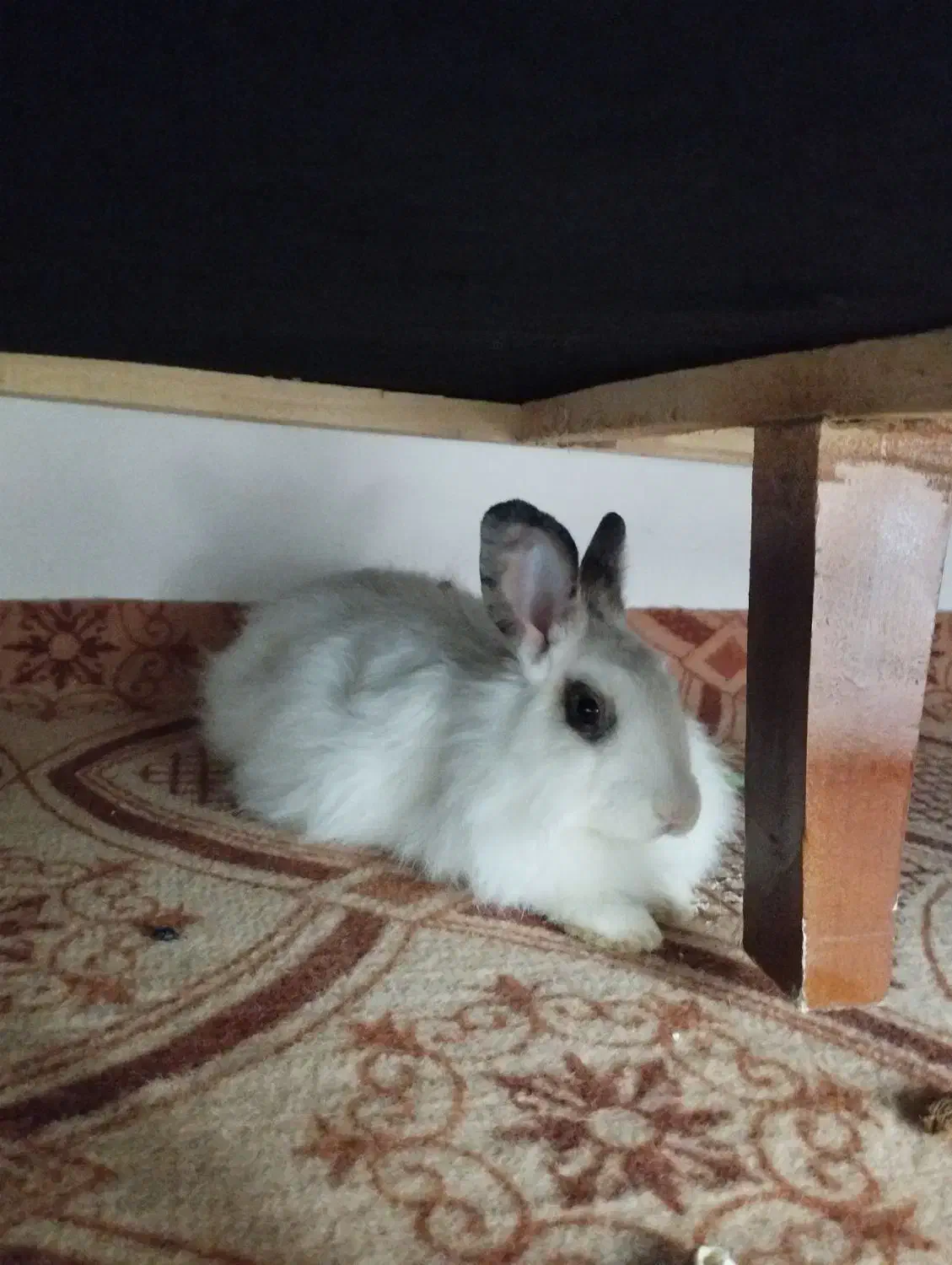 خرگوش|موش و خرگوش|دوتپه, |دیوار