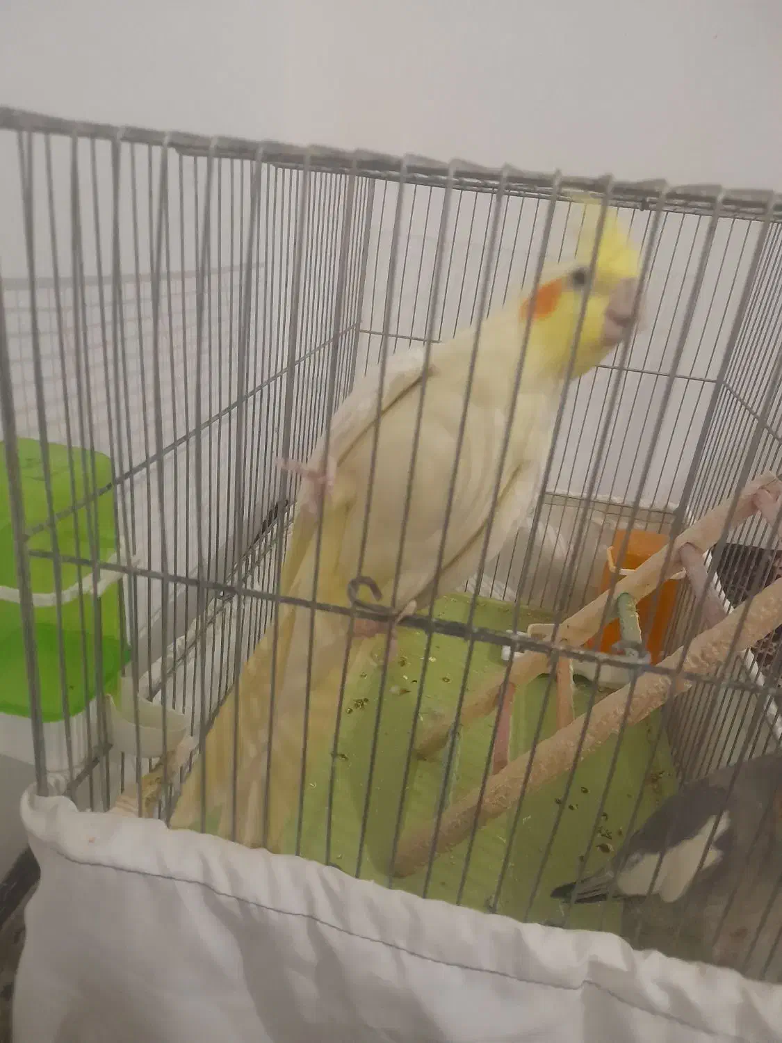 عروس هلندی|پرنده|مشهد, کوی سیدی|دیوار