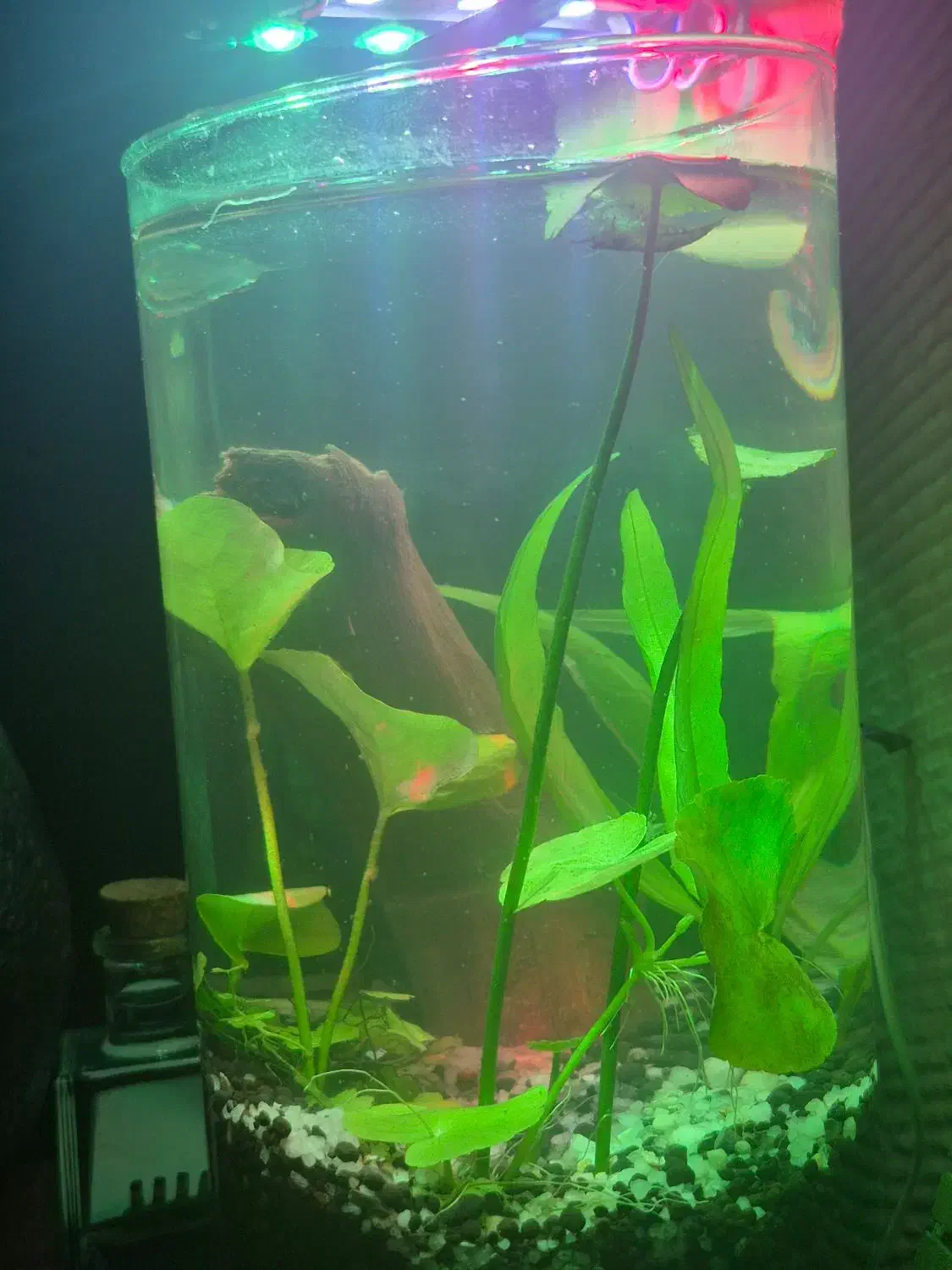 تنگ پلنت برای میگو|ماهی|ملایر, |دیوار