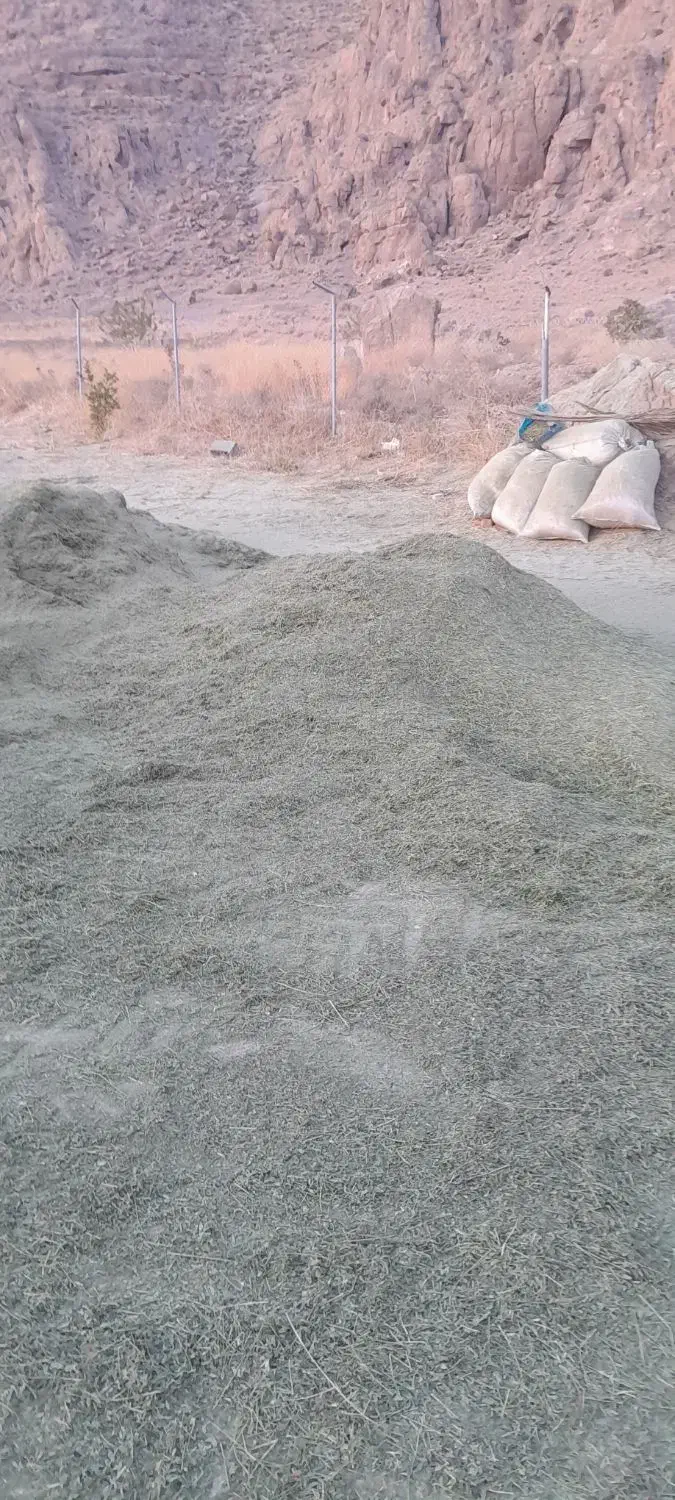 یونجه نرم و کوفته شده درجه یک|عمده‌فروشی|مرودشت, محمد آباد|دیوار