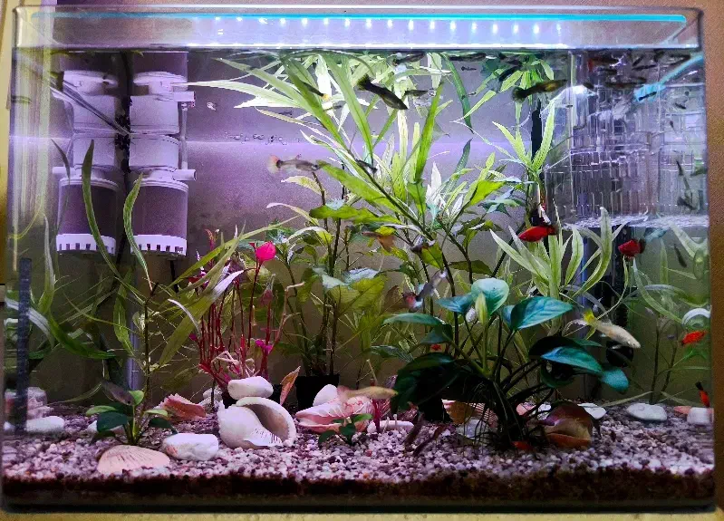 آکواریوم|ماهی|زنجان, |دیوار