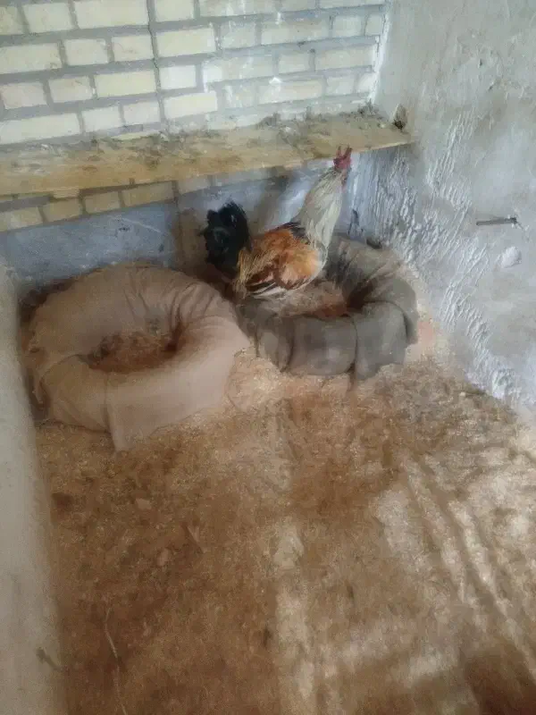 خروس|حیوانات مزرعه|الوند, |دیوار