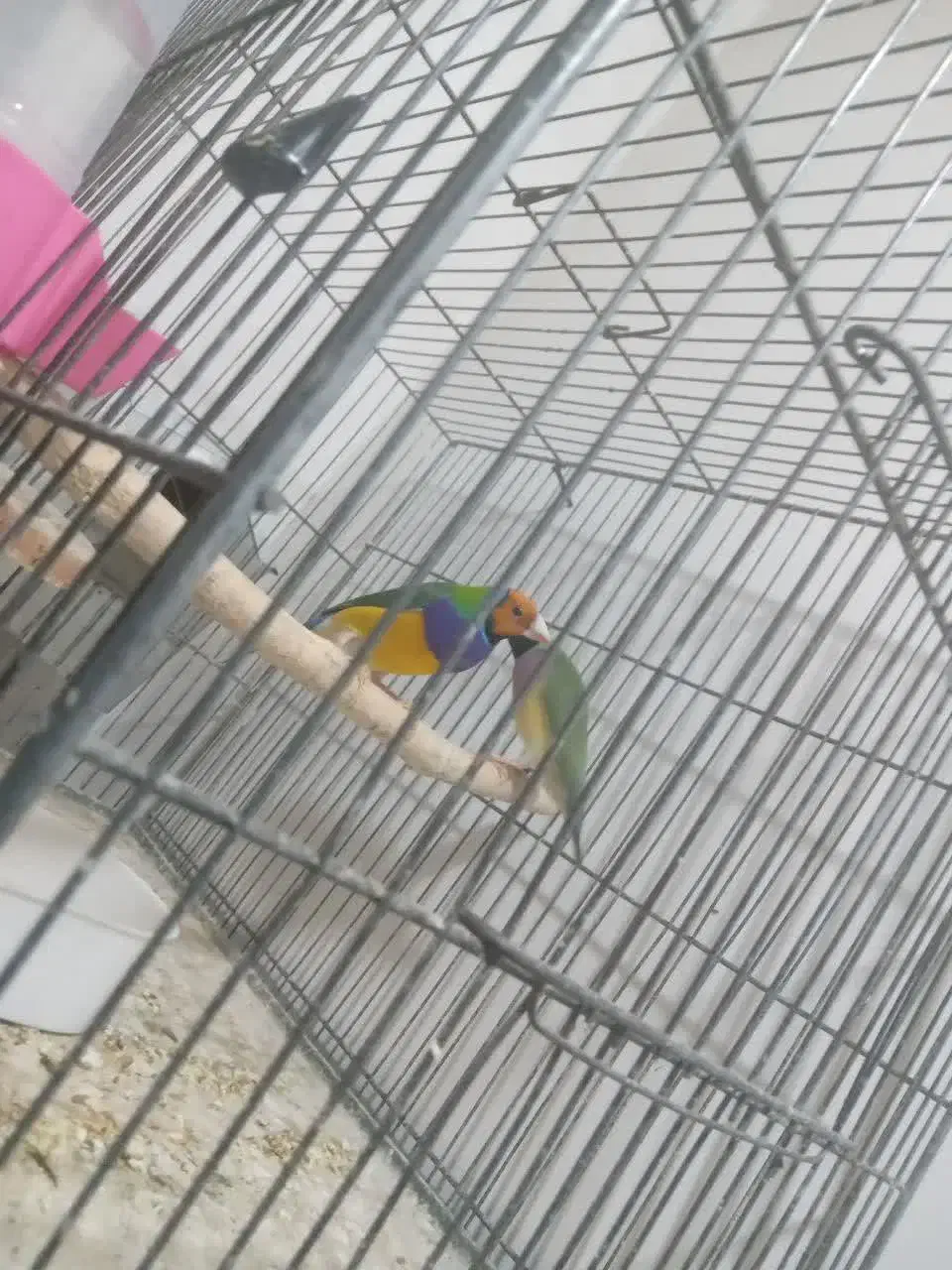 فنج گلدین|پرنده|قم, ولیعصر|دیوار