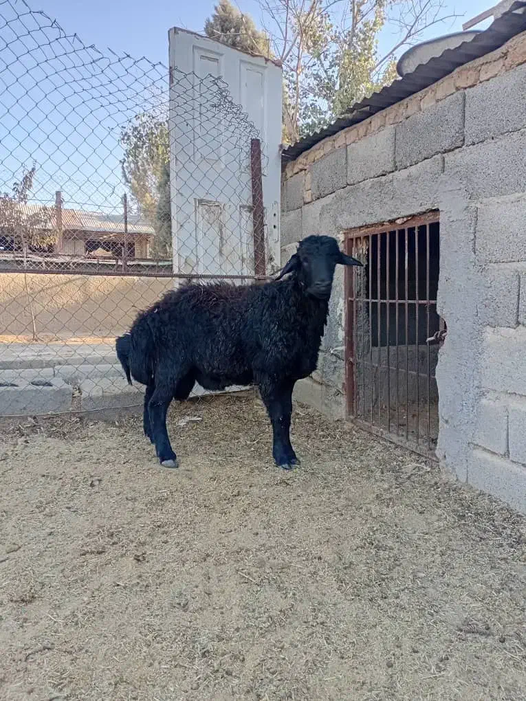 بره نر|حیوانات مزرعه|هشتگرد, تهران دشت|دیوار