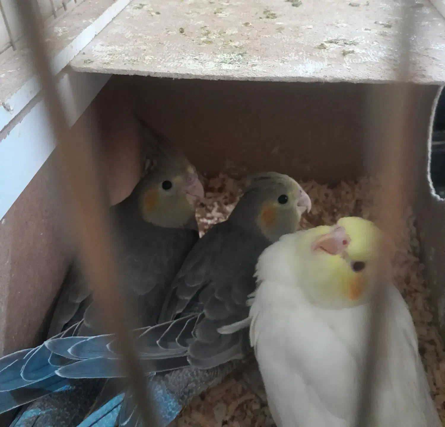 عروس هلندی جوجه|پرنده|بجنورد, |دیوار