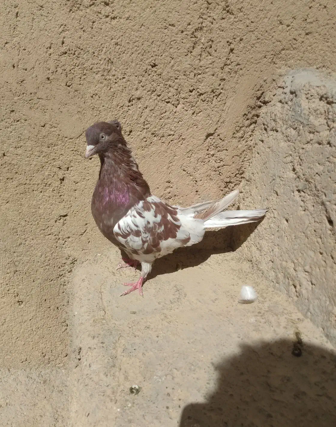 کبوتر کله ای|پرنده|سمیرم, |دیوار