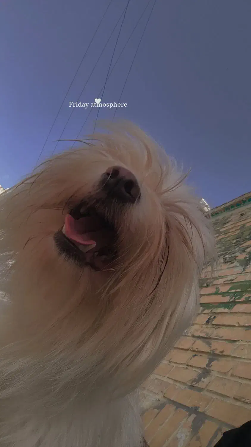 سگ شیتزو|سگ|بندر امام خمینی, |دیوار