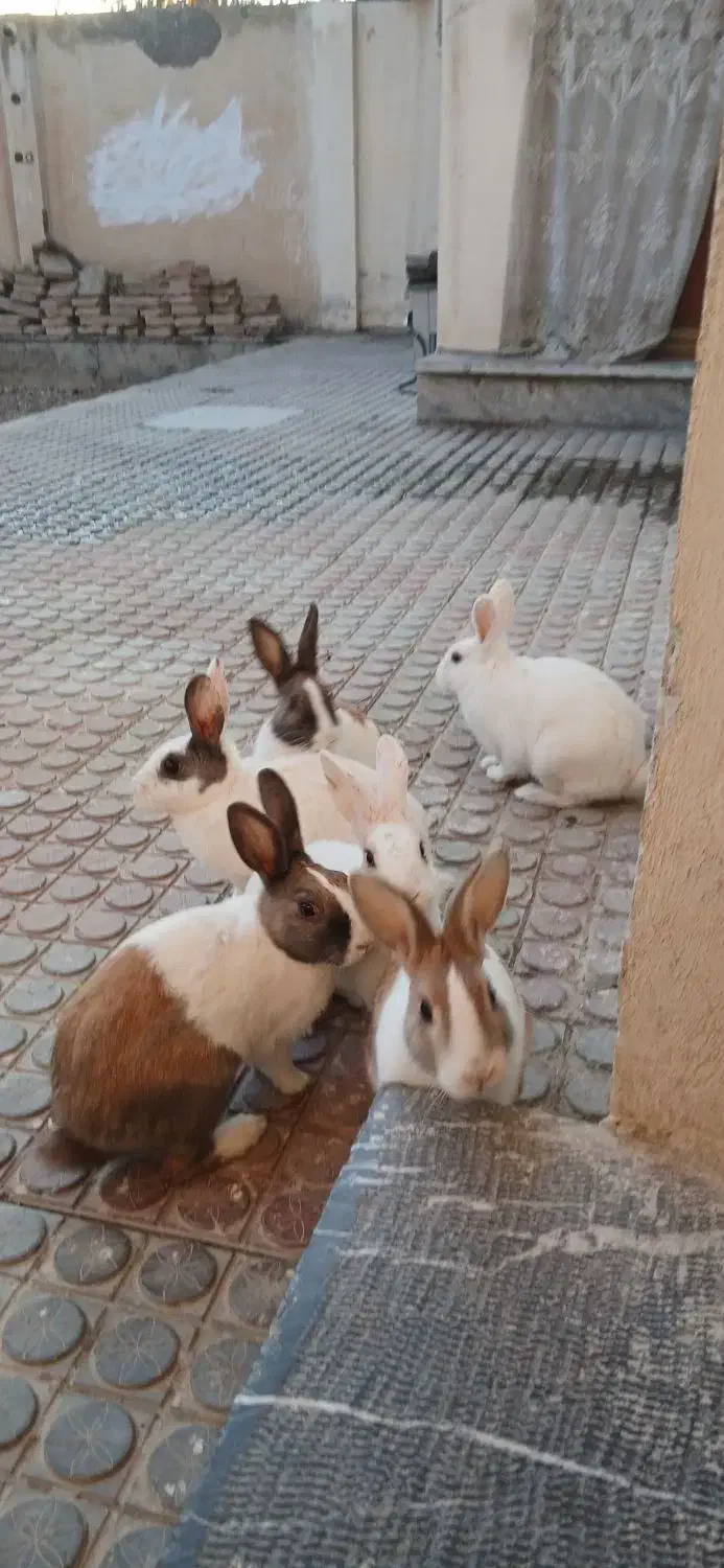 ۴تاخرگوش معاوضه|موش و خرگوش|کرمانشاه, |دیوار