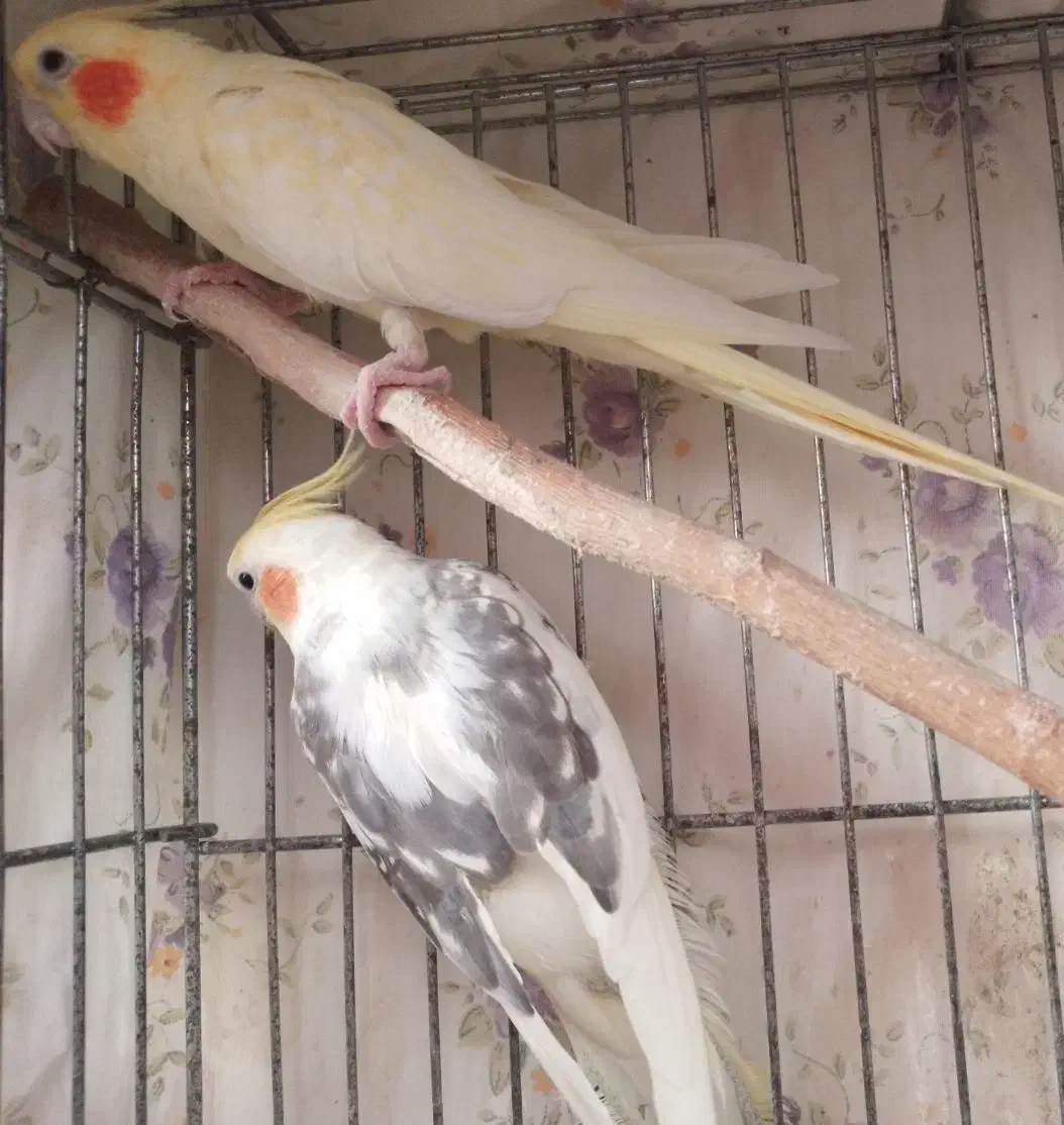 تعدادی عروس هلندی|پرنده|رشت, کوی غلام نیا|دیوار