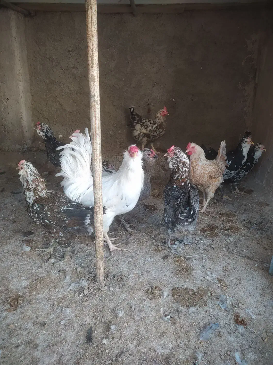 تخم مرغ نطفه دارگلین وطوسی|حیوانات مزرعه|اصفهان, شفق|دیوار