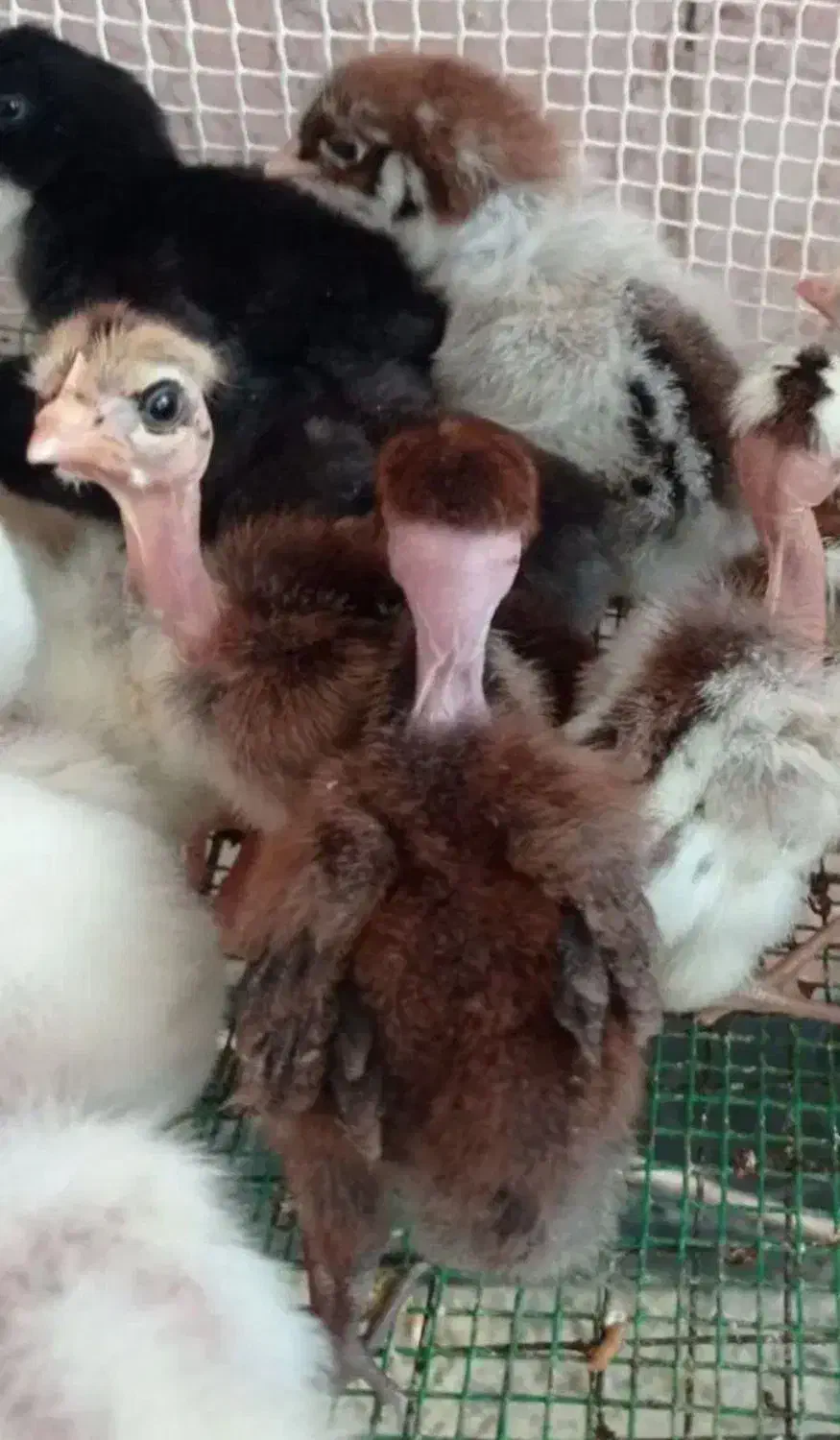 wpn|لوازم جانبی موبایل و تبلت|تهران, جمهوری|دیوار