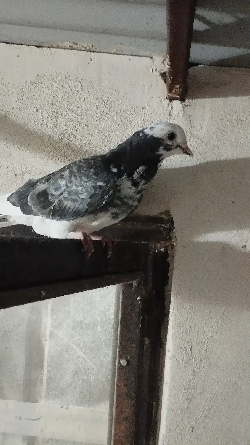 فروش کبوتر|پرنده|نوشهر, |دیوار