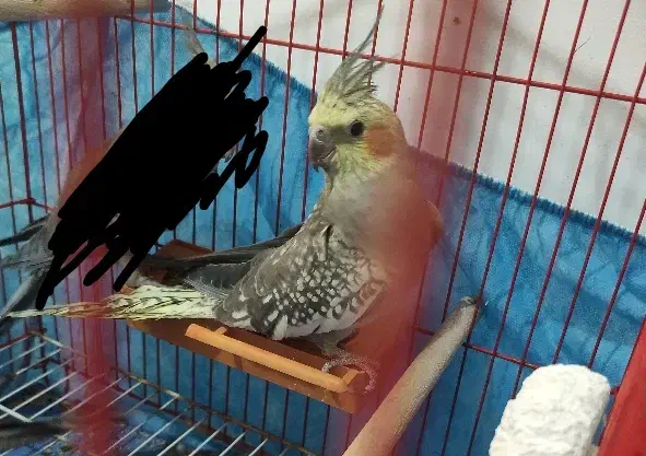 عروس هلندی سه ماه دون خور شده|پرنده|اشتهارد, |دیوار