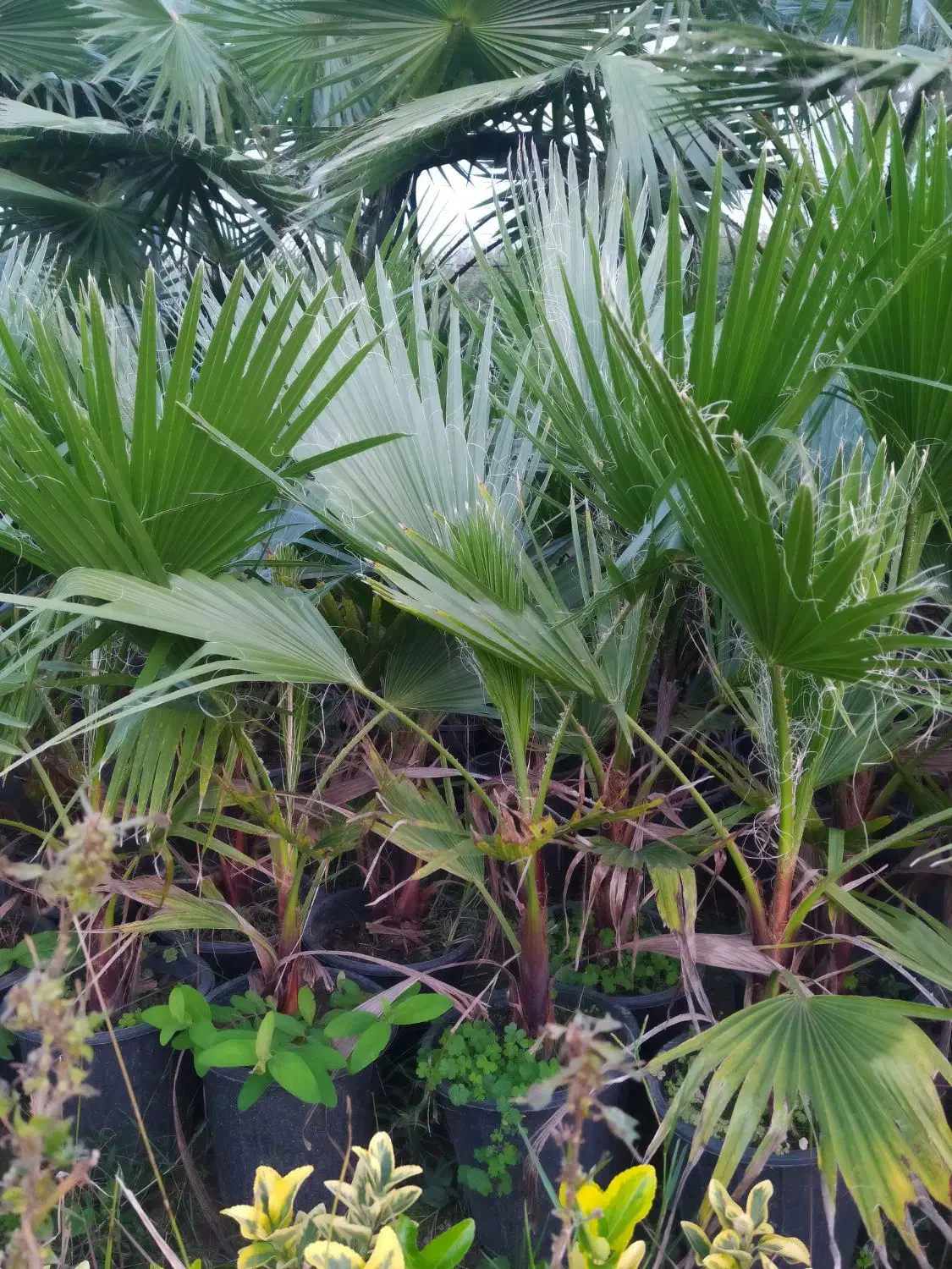 پالم واشنگتن|گل و گیاه طبیعی|کلاچای, |دیوار