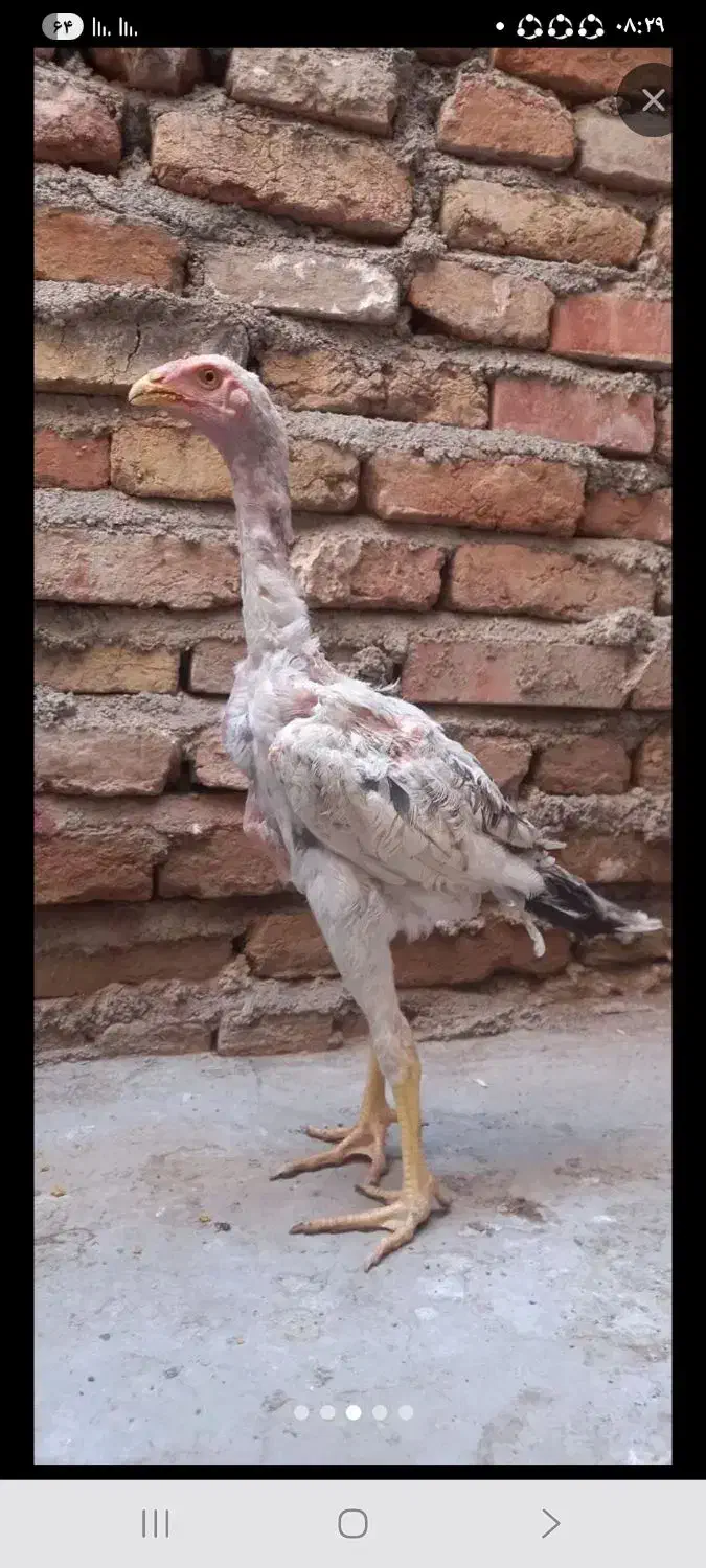 لاری|حیوانات مزرعه|اهر, |دیوار