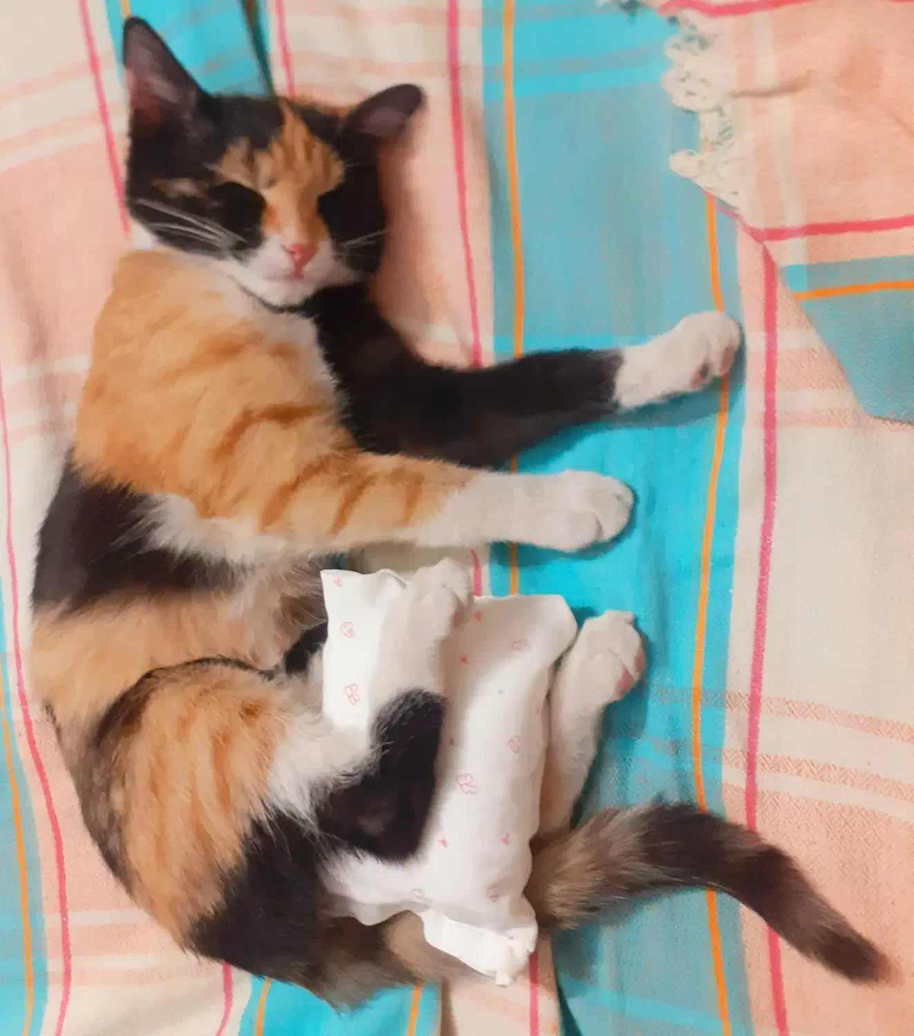 بسیار بازیگوش)نه خرابکار( و دوسداشتنی ، سماهه|گربه|اصفهان, سرشبادران|دیوار