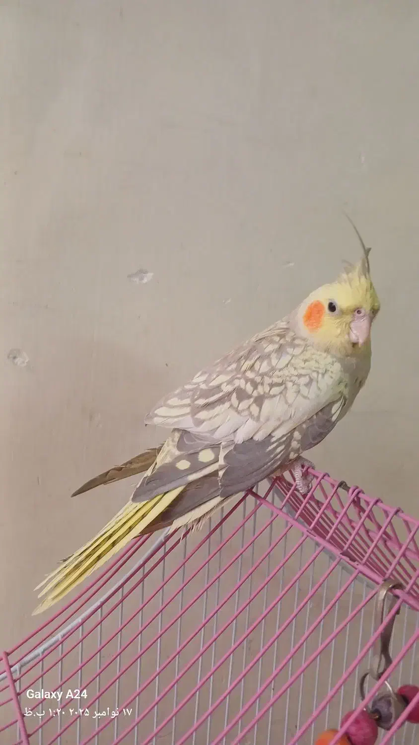 عروس هلندی نر معاوضه با کبوتر|پرنده|اصفهان, پوریای ولی|دیوار