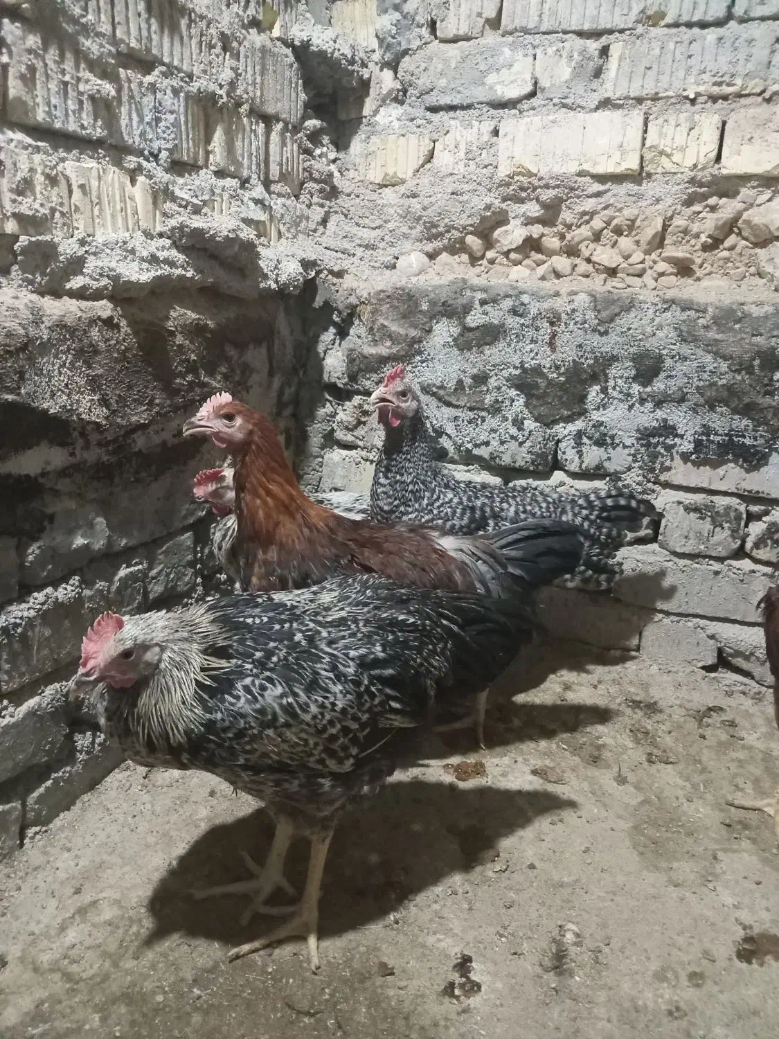 جوجه خروس محلی|حیوانات مزرعه|داراب, |دیوار