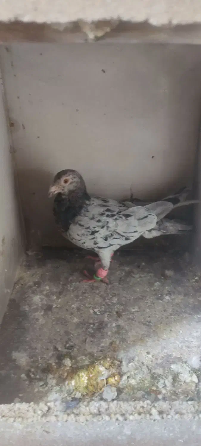 کبوتر هفرنگ|پرنده|بوئین زهرا, |دیوار