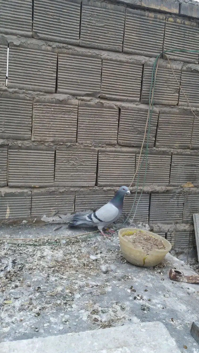 کفتر پلاکی اصل و دمگیر غلاغ درجه یک دم لول|پرنده|اصفهان, برازنده|دیوار