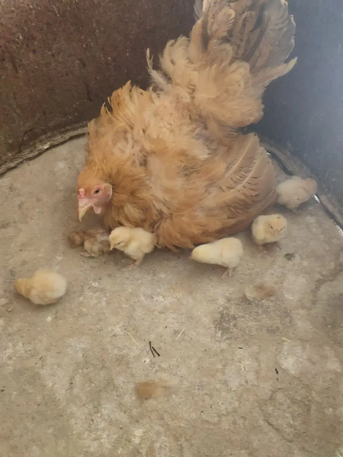 تخم مرغ نطفه دار زینتی برهما و کوشین|حیوانات مزرعه|شیراز, رکنآباد|دیوار