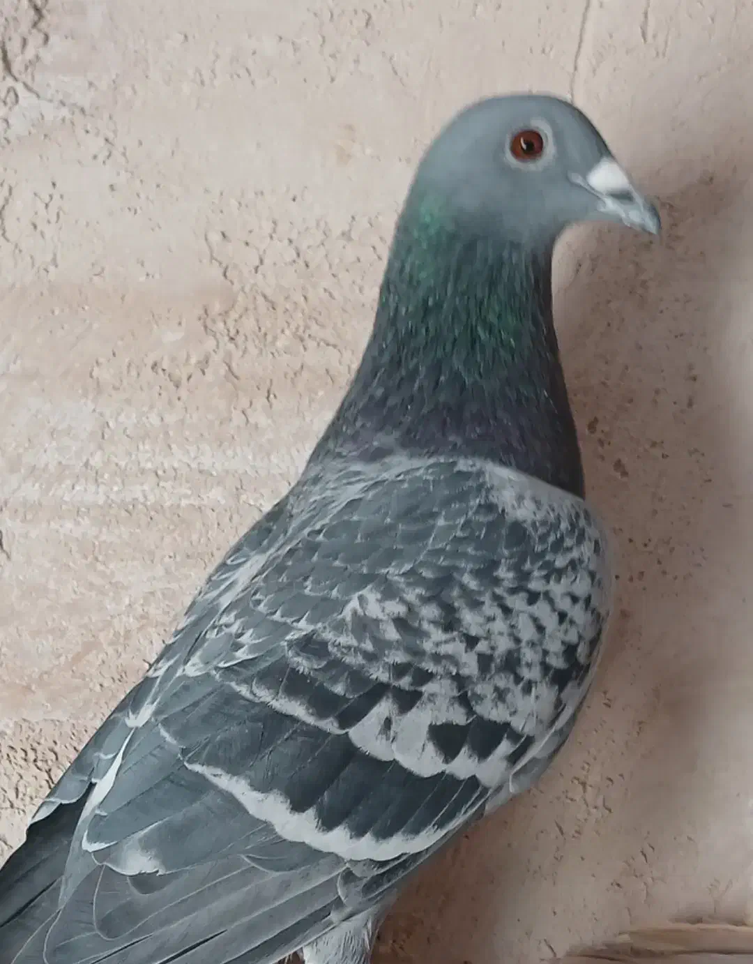 کبوتر|پرنده|جهرم, |دیوار