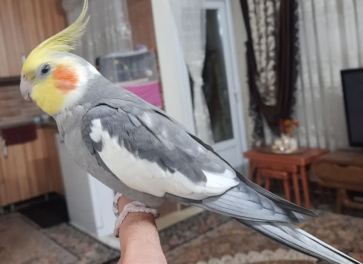 عروس هلندی نر سخنگو ،دستی|پرنده|ری, فیروزآبادی|دیوار