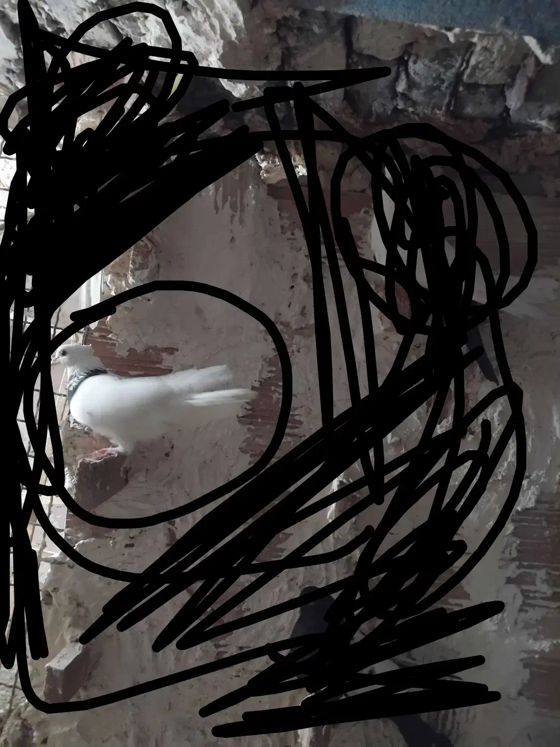 کبوتر|پرنده|اسفراین, |دیوار