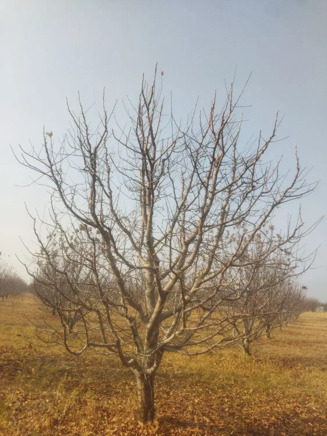 استاد کار هرس هستیم|خدمات باغبانی و درختکاری|مهاباد (آذربایجان غربی), |دیوار