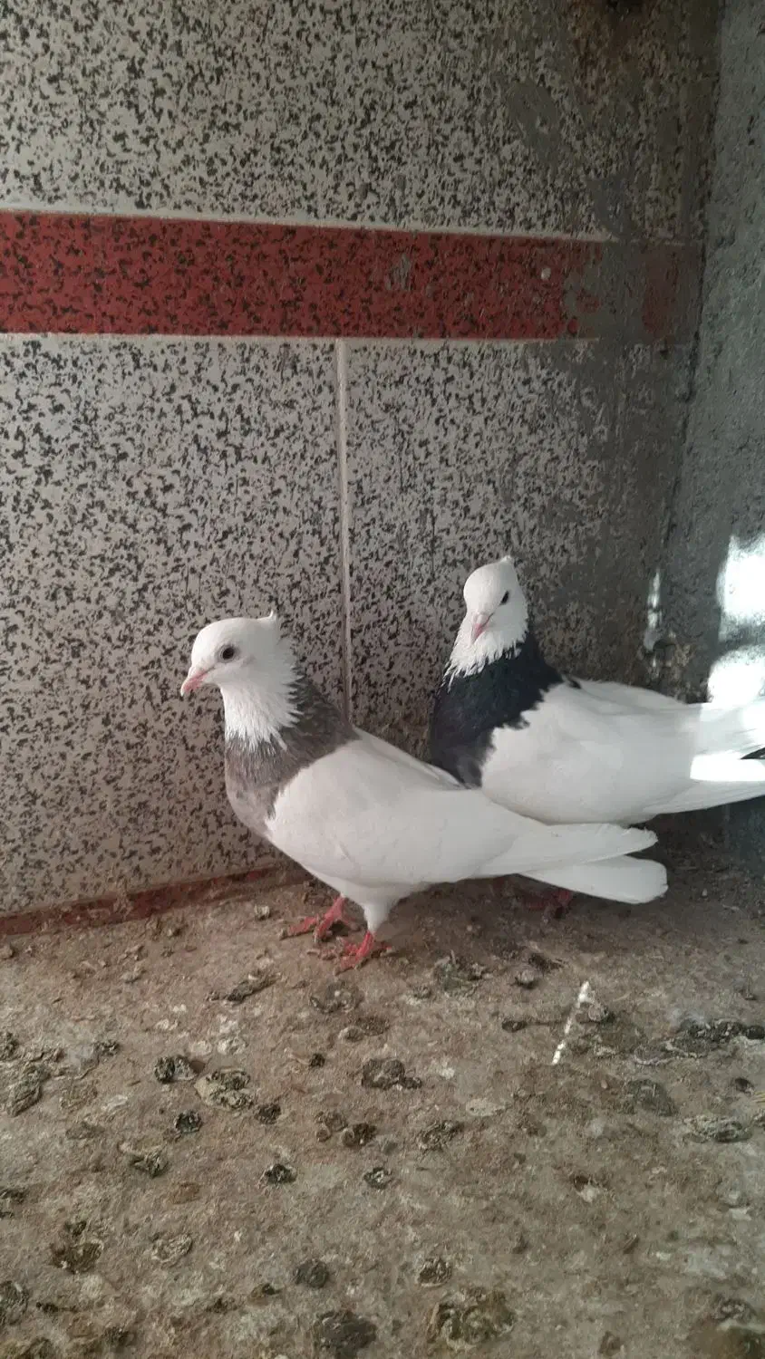 طوقی جفت|پرنده|اسفراین, |دیوار