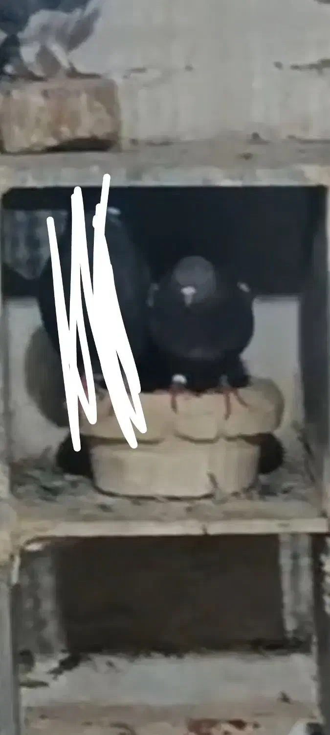 گمشده کبوتر|حیوانات|قم, نیروگاه|دیوار