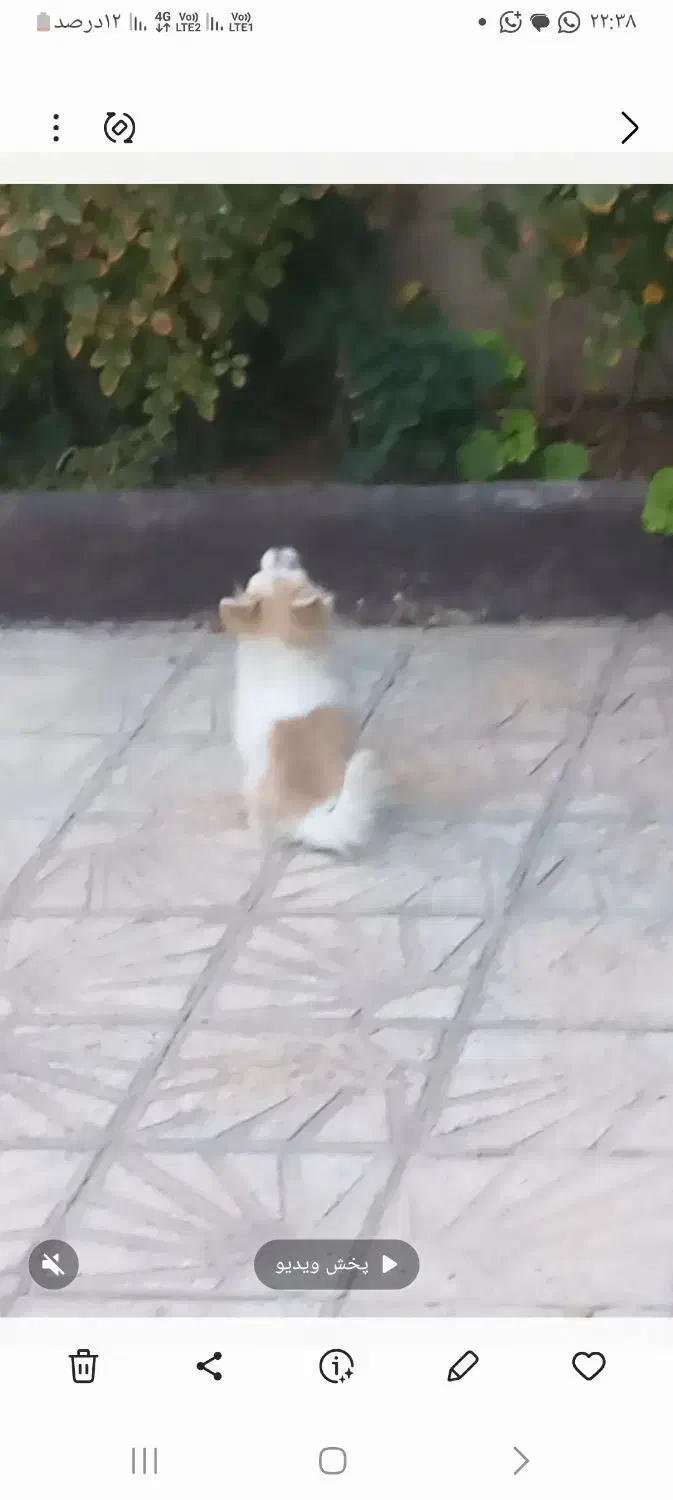 سگ توله پامر دستی وبازیگوش|سگ|مرودشت, بیست متری بیمارستان|دیوار