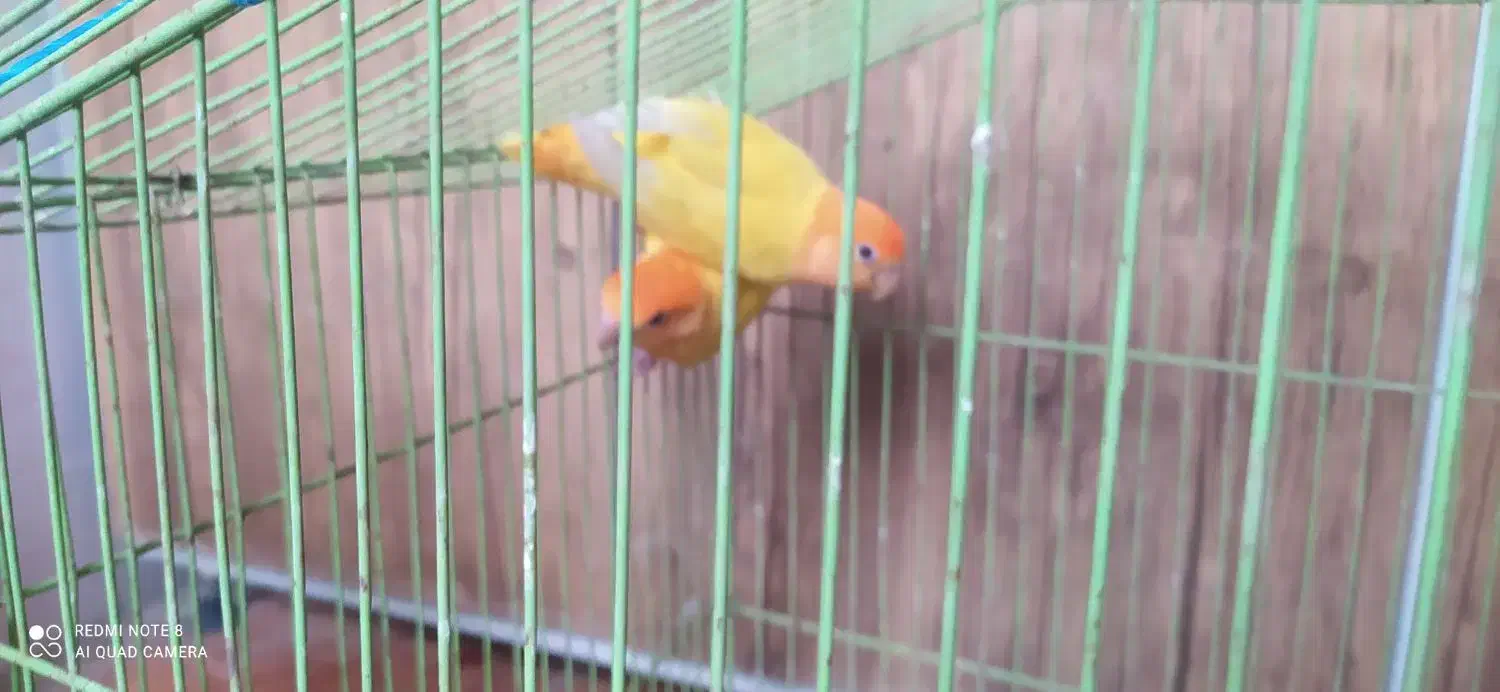 طوطی برزیلی کله نارنجی معامله با کبوتر خورموج|پرنده|خورموج, |دیوار