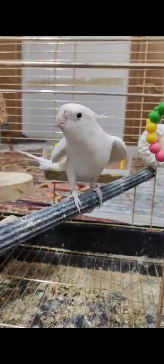 عروس هلندی حرفه ای|پرنده|زرند, |دیوار