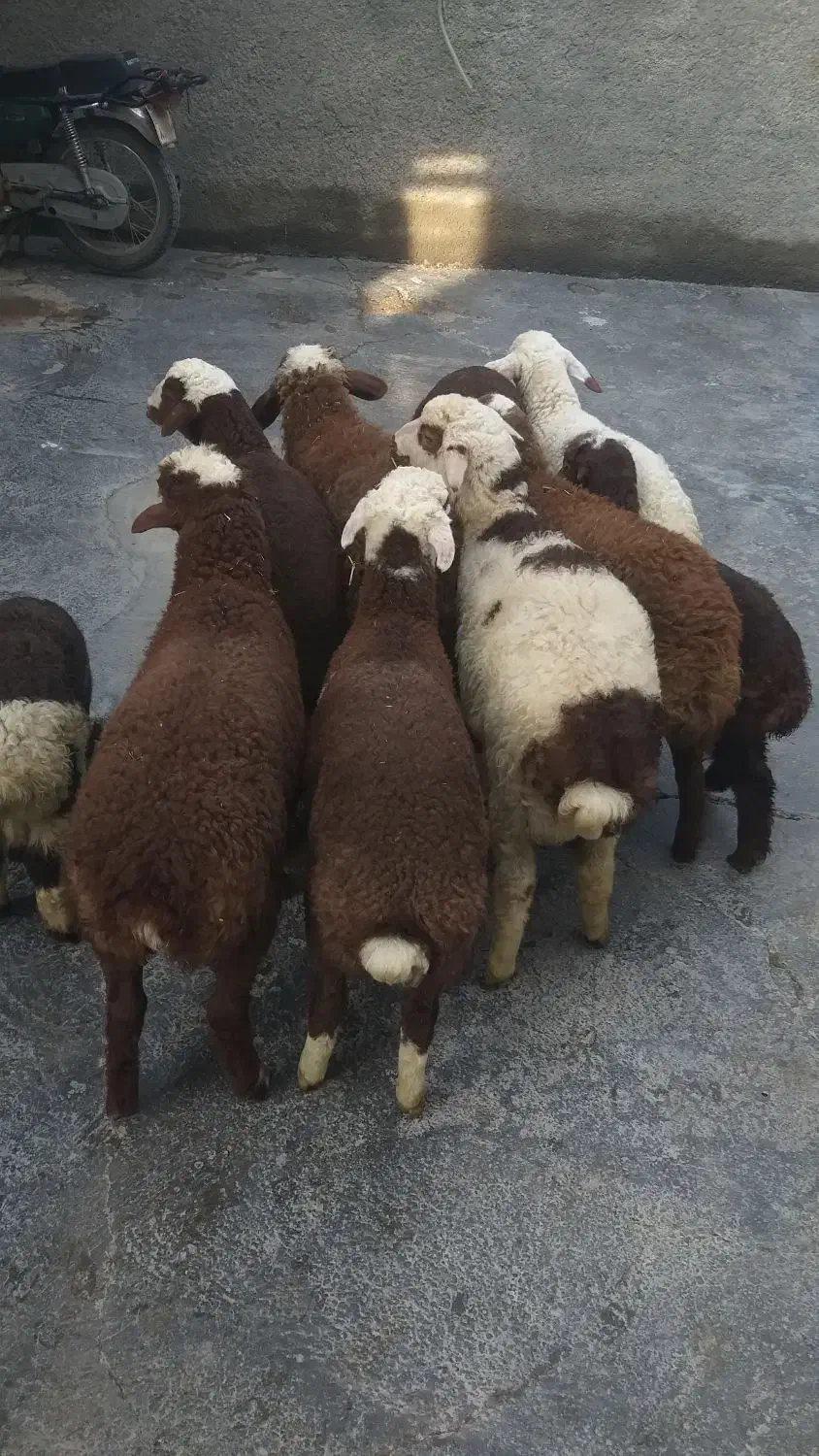 گوسفند میش بره|حیوانات مزرعه|سنندج, |دیوار