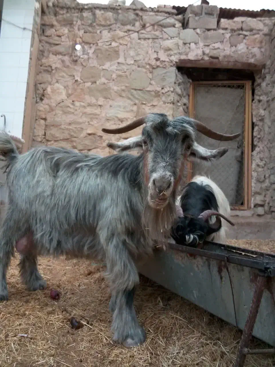 سن جون سه بیگ  10 قیمت  سن جون سه بیگ|حیوانات مزرعه|مسجد سلیمان, |دیوار