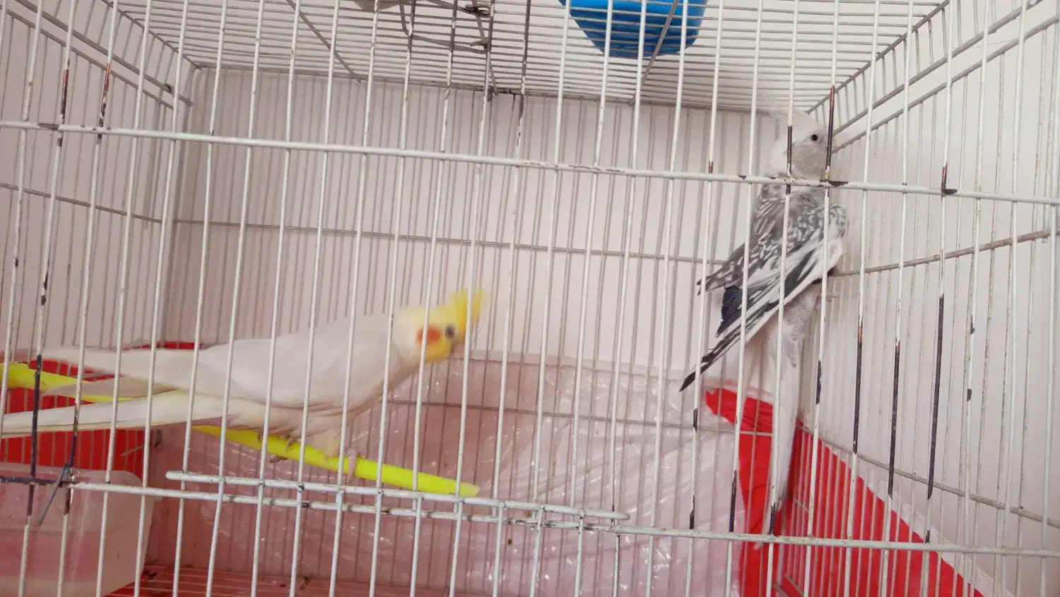 عروس هلندی|پرنده|بیرجند, |دیوار