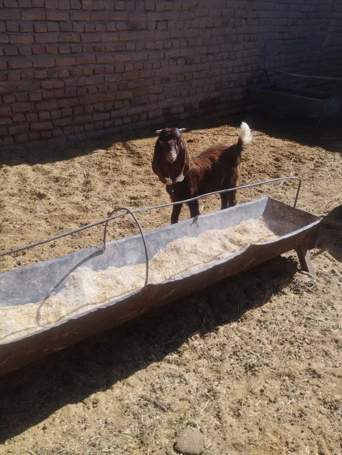 بزغاله  کره  کوهبنان|حیوانات مزرعه|کوهبنان, |دیوار