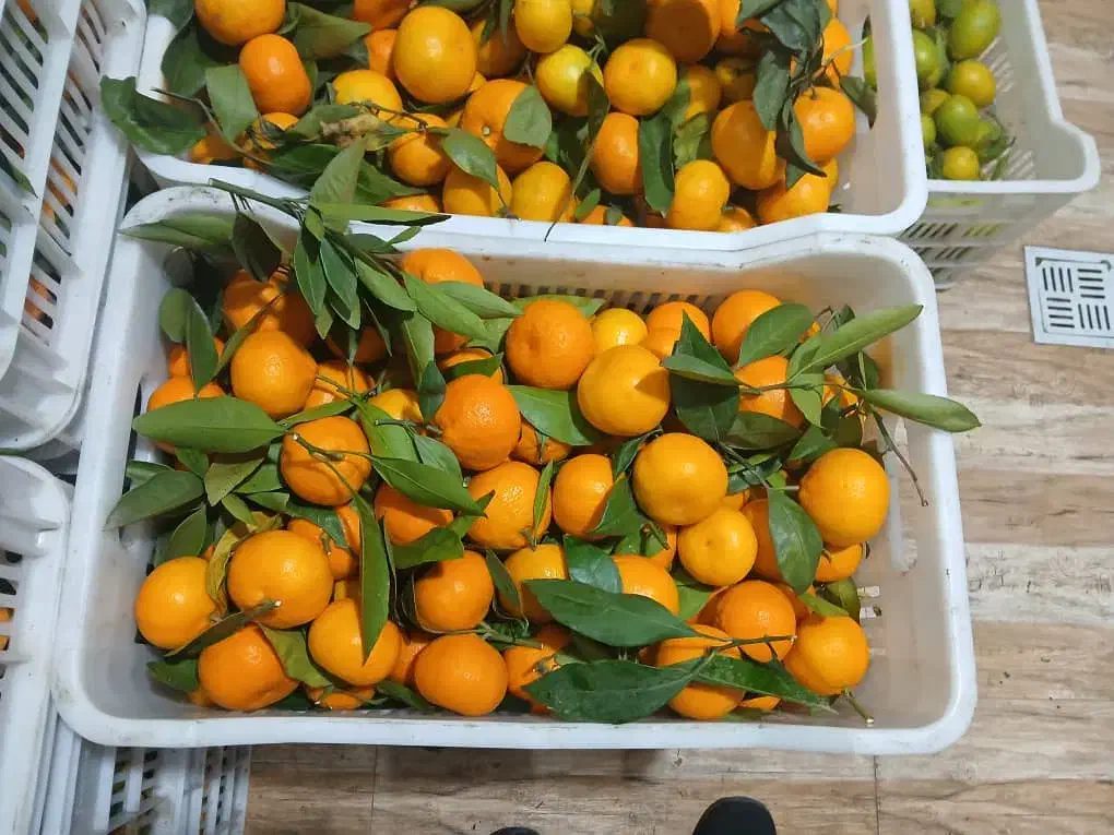 فروش نارنگی محلی قائمشهر|خوردنی و آشامیدنی|قائمشهر, |دیوار