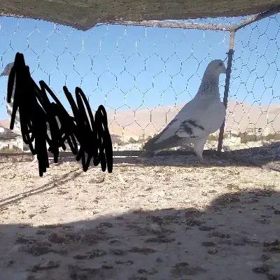 دوتا کبوتر|پرنده|اسفراین, |دیوار