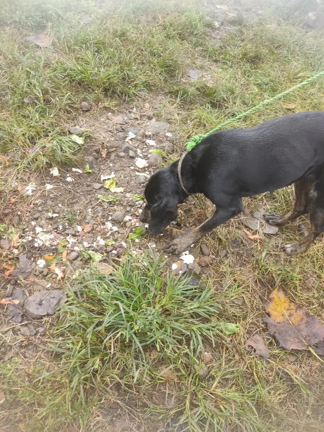 سگ شکاری پوینتر ماده شکاربلد|سگ|املش, |دیوار