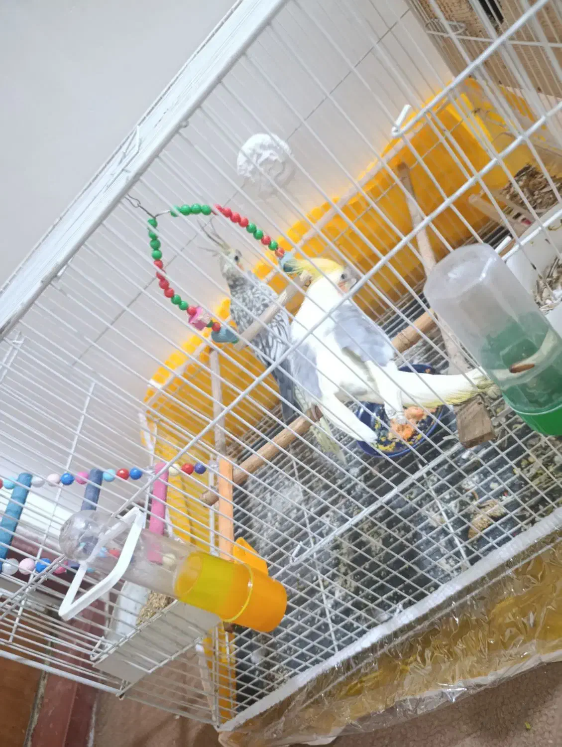 جفت عروس هلندی با کلیه وسایل|پرنده|ساری, |دیوار