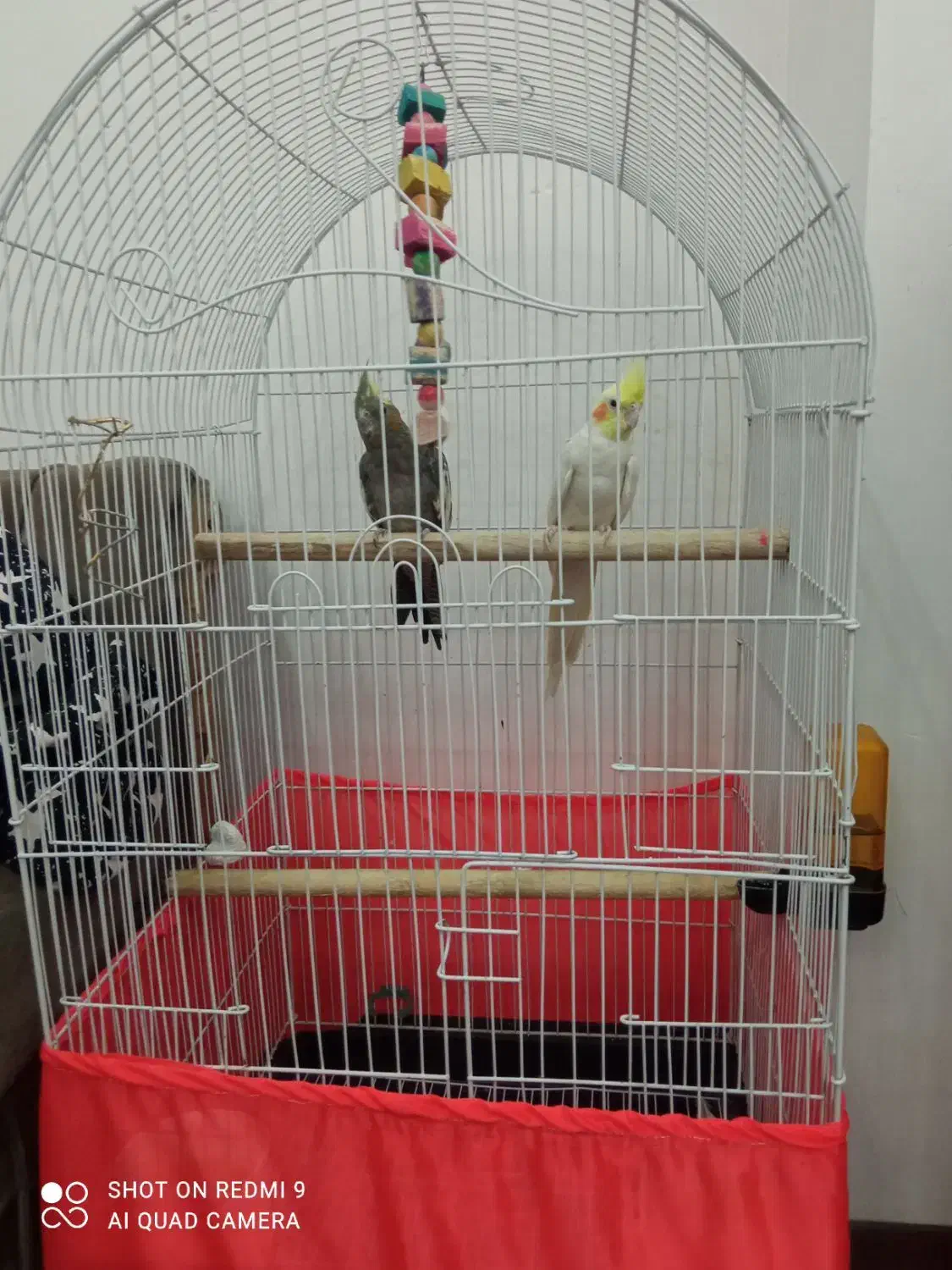 عروس هلندی نرو ماده مولد با قفس|پرنده|قرچک, میرزائی شمالی|دیوار