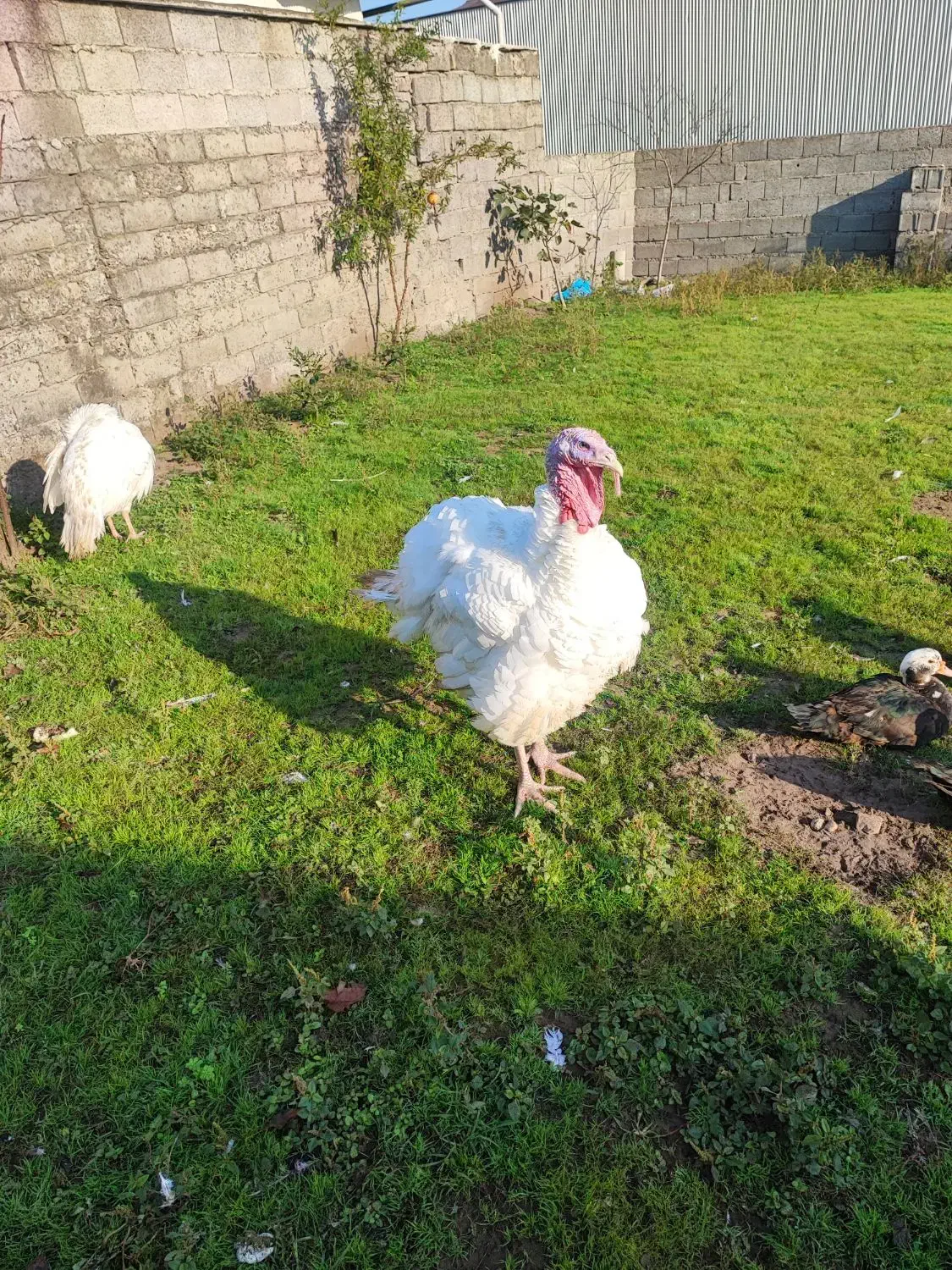 بوقلمون بیوتی|حیوانات مزرعه|کیاشهر, |دیوار