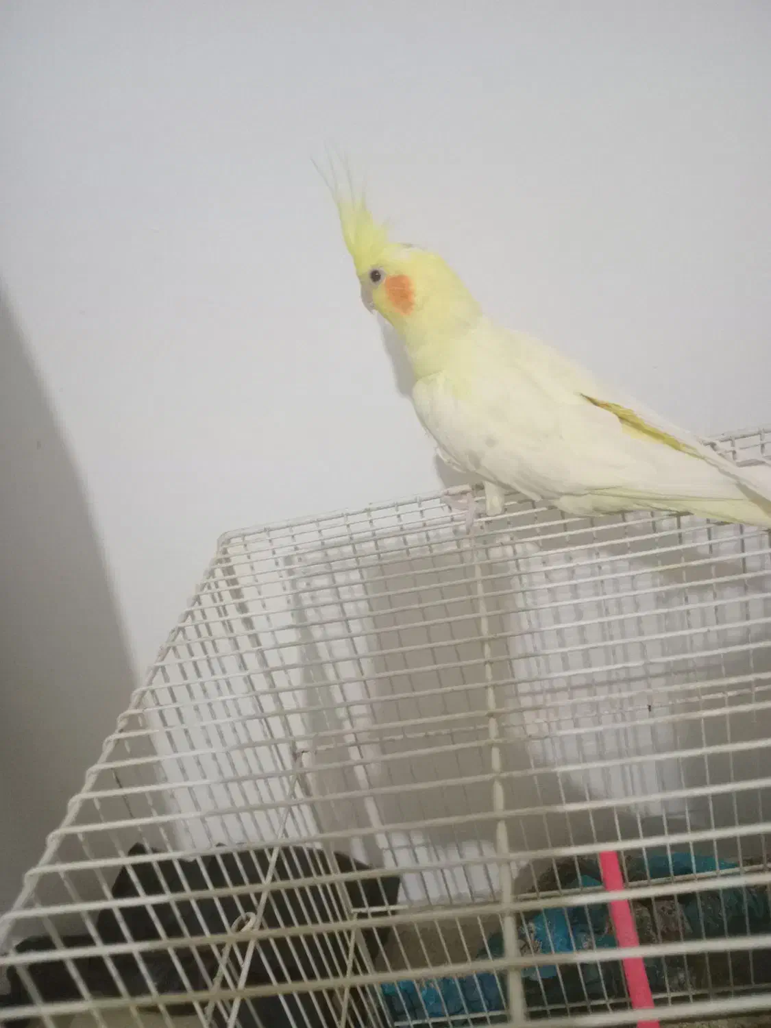 عروس هلندی|پرنده|قائن, |دیوار