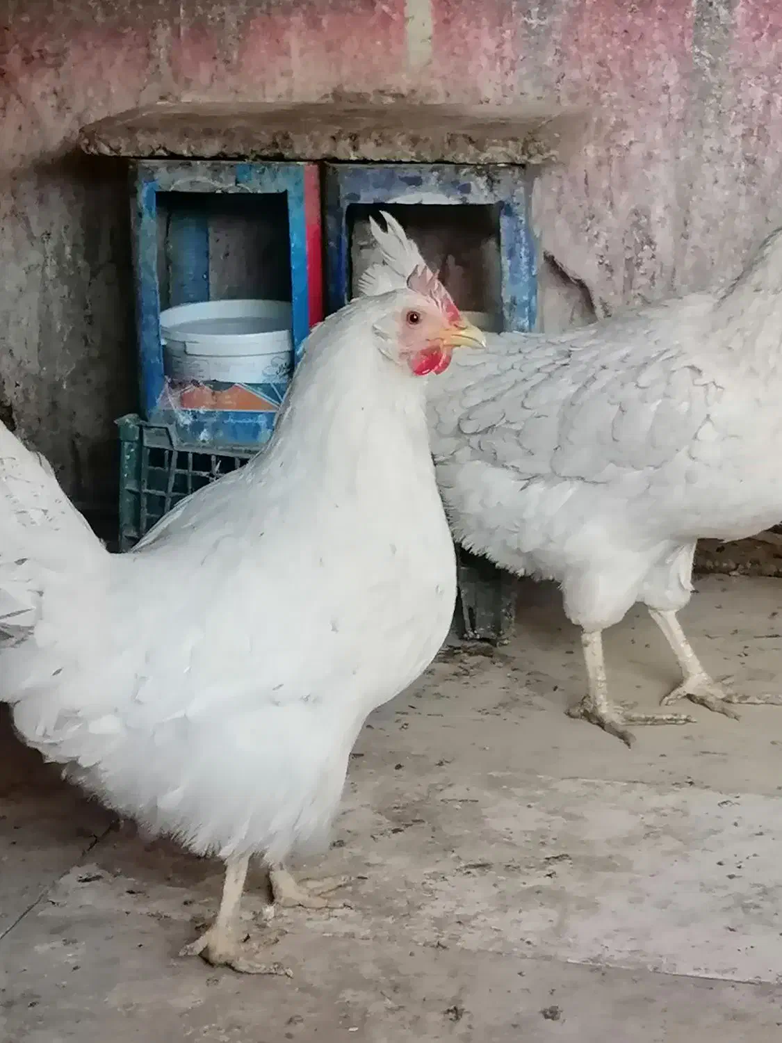 مرغ محلی سفید|حیوانات مزرعه|سبزوار, جوادیه شرقی|دیوار