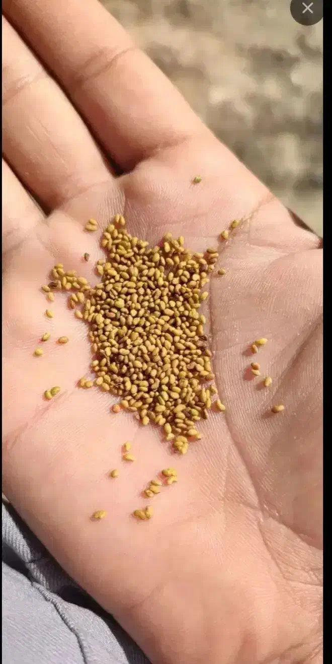 بزر یونجه|لوازم جانبی حیوانات|جیرفت, |دیوار