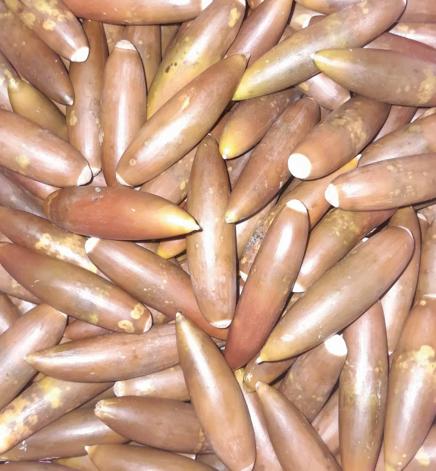 بلوط|عمده‌فروشی|شاهیوند, |دیوار