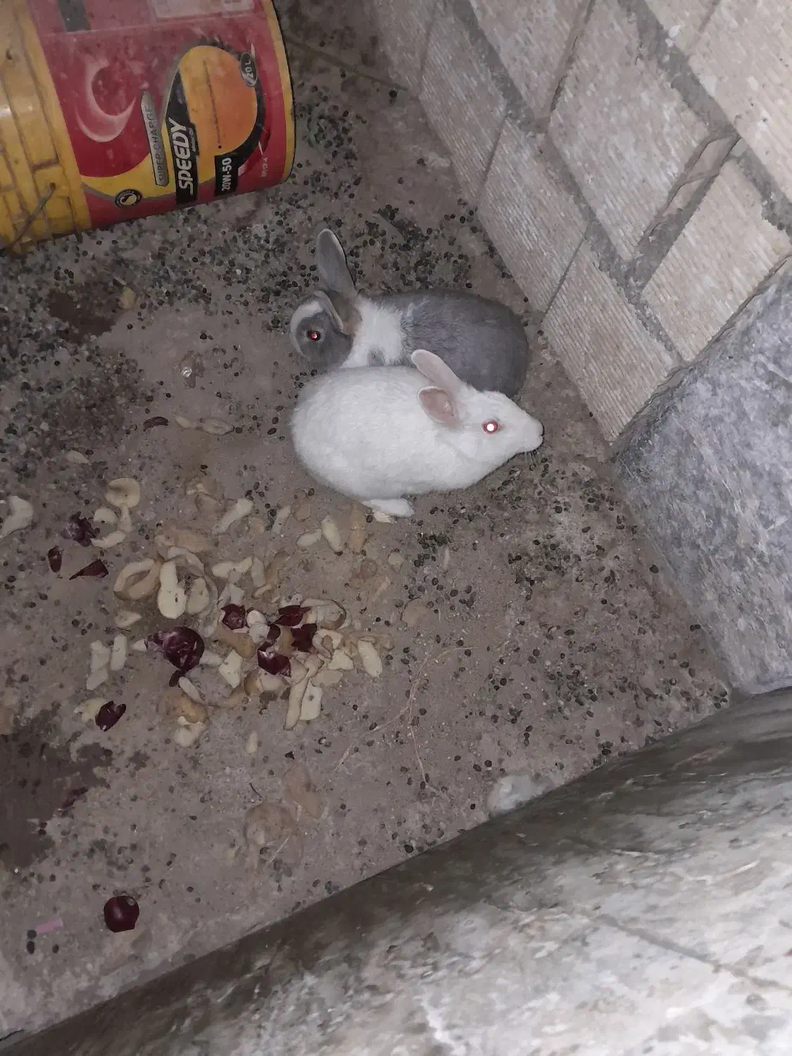 خرگوش|موش و خرگوش|برخوار, |دیوار